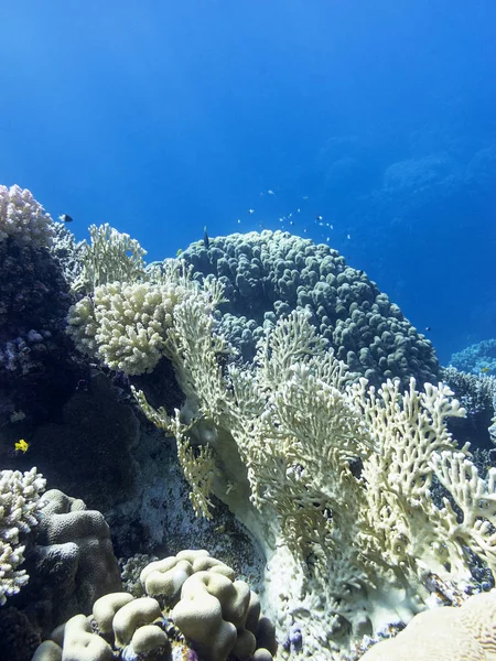 Colorido arrecife de coral en el fondo del mar tropical, paisaje submarino — Foto de Stock