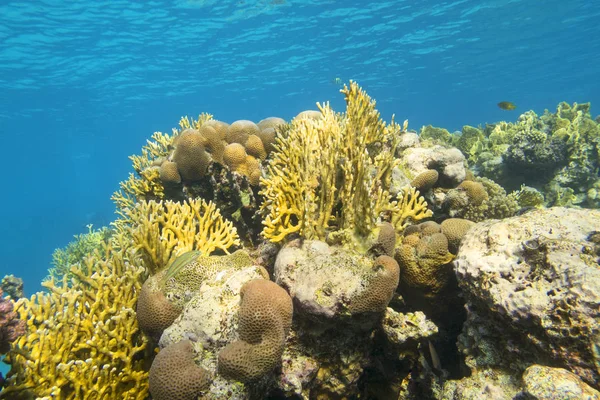 Colorido arrecife de coral en el fondo del mar tropical, corales duros, corales de fuego amarillo, paisaje submarino — Foto de Stock
