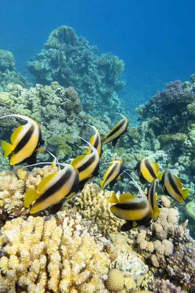Récif corallien coloré au fond de la mer tropicale, bannière de Schooling (Heniochus diphreutes), paysage sous-marin — Photo