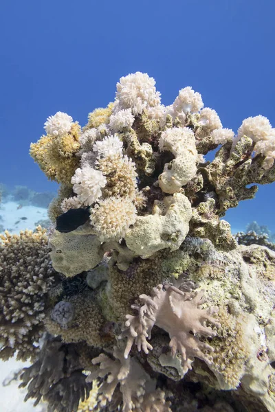 Colorful Coral Reef Bottom Tropical Sea Underwater Landscape — Stock Photo, Image