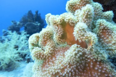 Tropikal denizin dibindeki renkli mercan resifi, sarcophyton deri mercanı, sualtı manzarası.