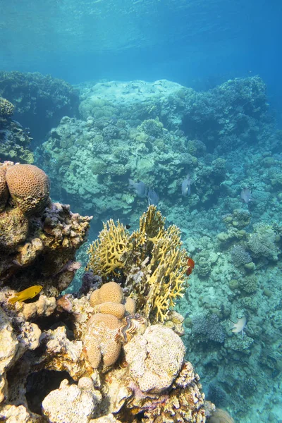 Bunte Korallenriffe am Grund des tropischen Meeres, Steinkorallen, Unterwasserlandschaft — Stockfoto