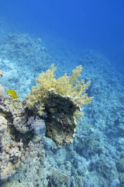 Farbenfrohe Korallenriffe am Grund des tropischen Meeres, gelbe Brokkoli-Korallen vor blauem Wasser, Unterwasserlandschaft — Stockfoto