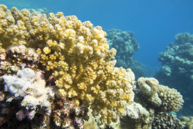 Tropikal denizin dibindeki renkli mercan resifi, sarı Karnabahar Mercanı, sualtı manzarası
