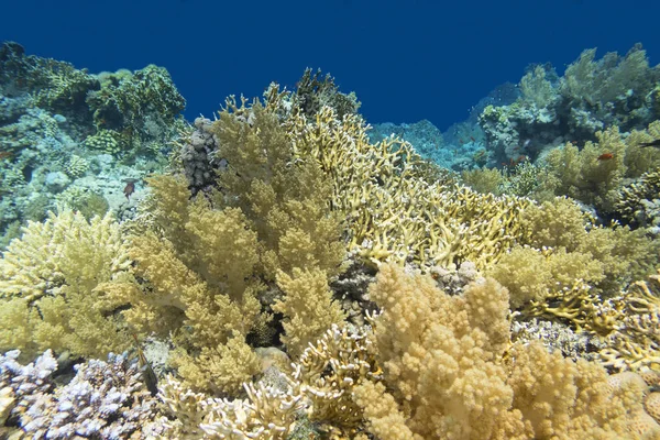 Colorful coral reef at the bottom of tropical sea, yellow fire coral and broccoli coral, underwater landscape — Stock Photo, Image