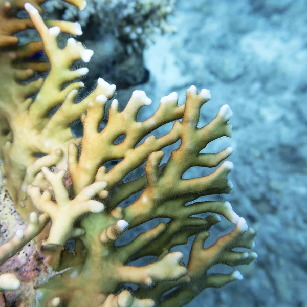 Récif corallien coloré au fond de la mer tropicale, corail jaune, paysage sous-marin — Photo