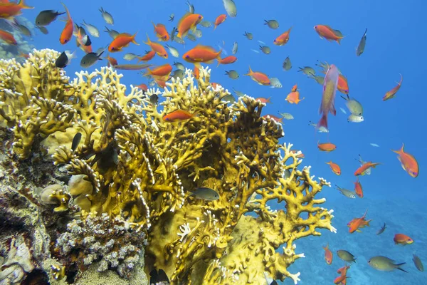 Colorful coral reef at the bottom of tropical sea, yellow fire coral and shoal of anthias fishes, underwater landscape — Stock Photo, Image