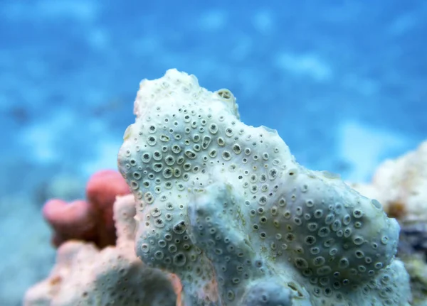 Recife de coral colorido no fundo do mar tropical, esponja do mar branco, paisagem subaquática — Fotografia de Stock