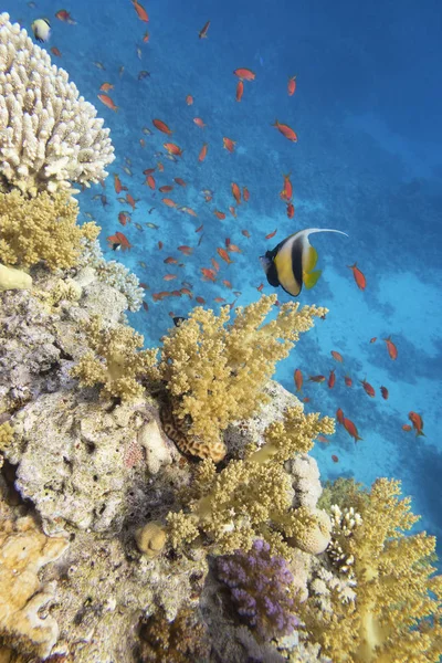 Colorful coral reef at the bottom of tropical sea, hard corals, bannerfish and anthias fishes, underwater landscape — Stock Photo, Image