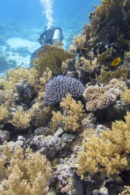 Tropikal denizin dibindeki renkli mercan resifi, yumuşak ve sert mercanlar, sualtı manzarası.