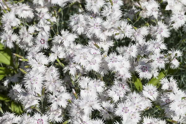 Dianthus caryophyllus (nejlika), vita blommor blommar i trädgården — Stockfoto