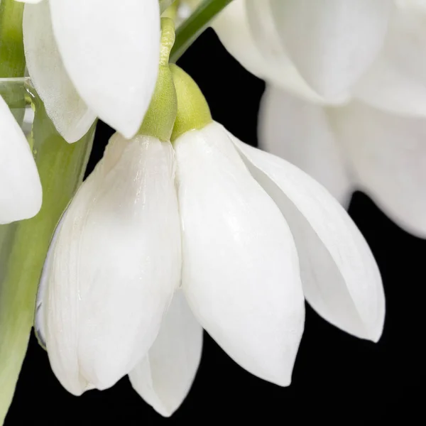 Λευκά ανοιξιάτικα λουλούδια από χιονοπτώσεις που απομονώνονται σε μαύρο φόντο. — Φωτογραφία Αρχείου