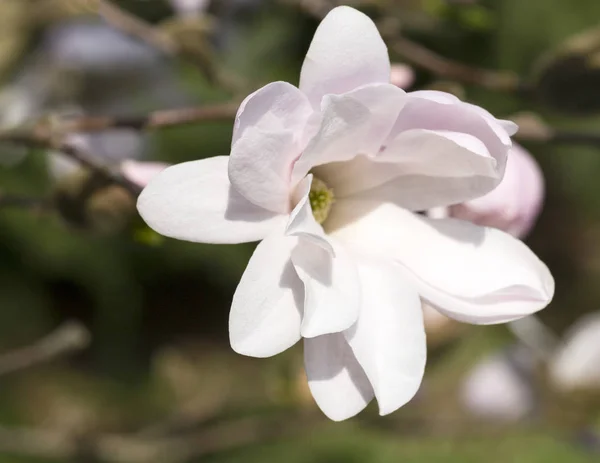 Single white flower of magnolia, flowering tree in the garden, close up — Stock Photo, Image