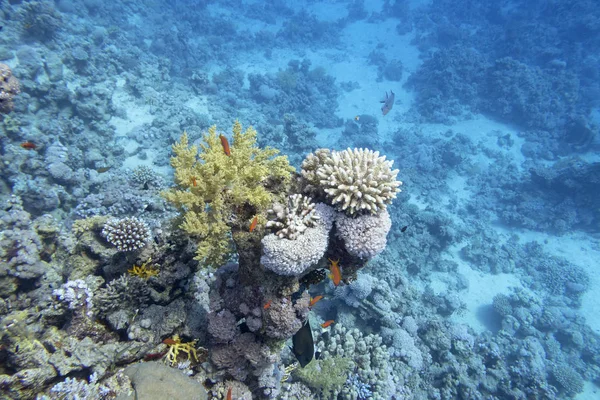 Bunte Korallenriffe am Grund des tropischen Meeres, Unterwasserlandschaft — Stockfoto