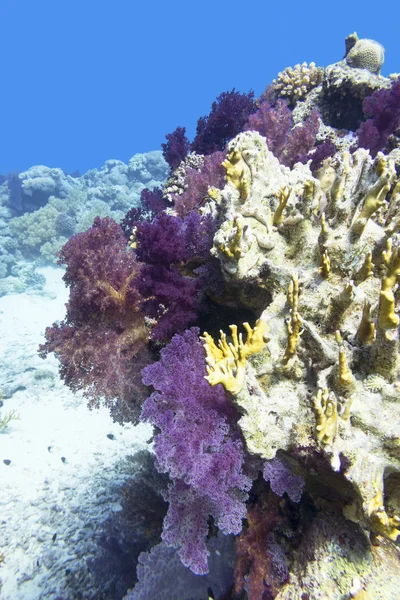 熱帯の海の底にカラフルなサンゴ礁、柔らかいサンゴのバイオレットDendronephthya 、水中の風景 — ストック写真