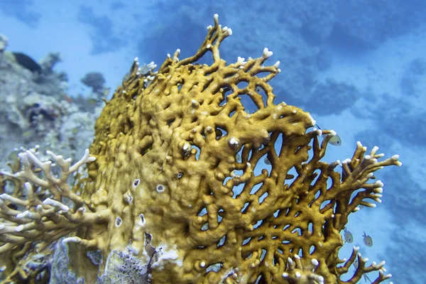 Récif corallien coloré au fond de la mer tropicale, corail jaune, paysage sous-marin — Photo