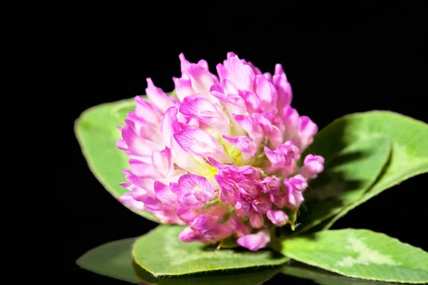 Flor única de trébol rojo aislado sobre fondo negro, primer plano — Foto de Stock