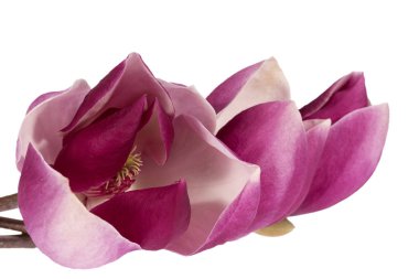 Pembe manolya çiçeği, küçük ağaç dalı, beyaz arka planda izole edilmiş, kapat