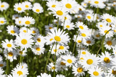 Leucanthemum vulgare, çayırda açan çiçekler, yakın plan