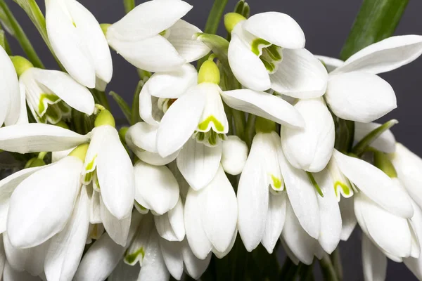 Bouquet of white flowers of snowdrops  isolated on dark background — Stock Photo, Image