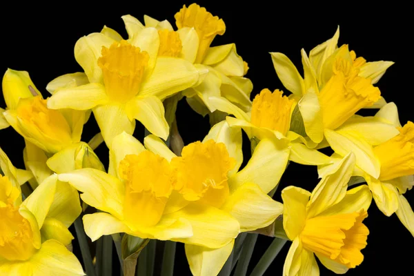 Bouquet of spring flowers of yellow jonquil on black background, close up — Stock Photo, Image