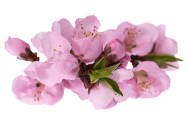 Baharda çiçek açan şeftali ağacının dalları beyaz arka planda izole edilmiş, kapatın.