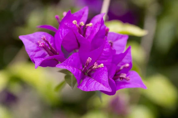 Delicate Pink Flowers Bougainvillea Glabra Close — Stock Photo, Image