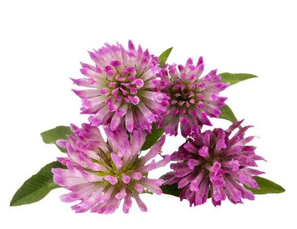 Flowers Red Clover Isolated White Background Close — Stock Photo, Image