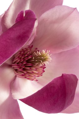 Beyaz arka planda izole Pembe Manolya çiçek, yakın çekim