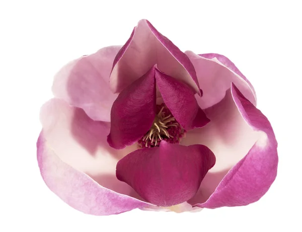 在白色背景查出的粉红色木兰花 — 图库照片