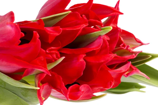 Voorjaar Bloemen Van Rode Tulpen Geïsoleerd Zwarte Achtergrond Close — Stockfoto