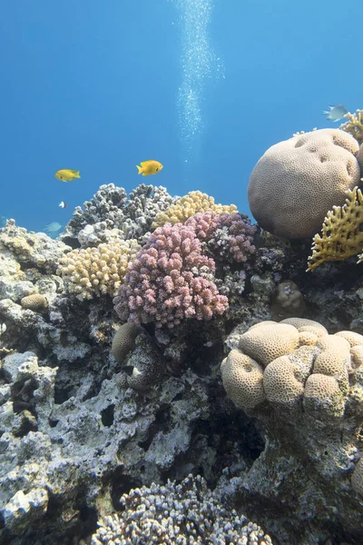 Recifes Corais Coloridos Fundo Mar Tropical Paisagem Subaquática — Fotografia de Stock