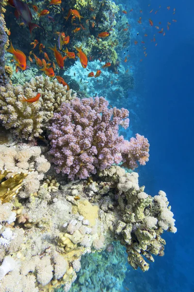 Colorful Coral Reef Bottom Tropical Sea Violet Cauliflower Coral Anthias — Stock Photo, Image