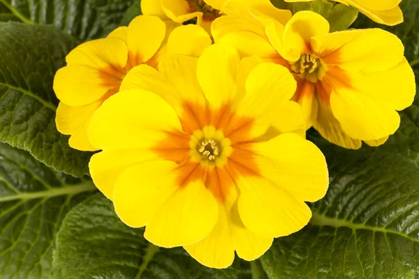 Spring Flower Yellow Primula Vulgaris Bloomin Garden — Stock Photo, Image