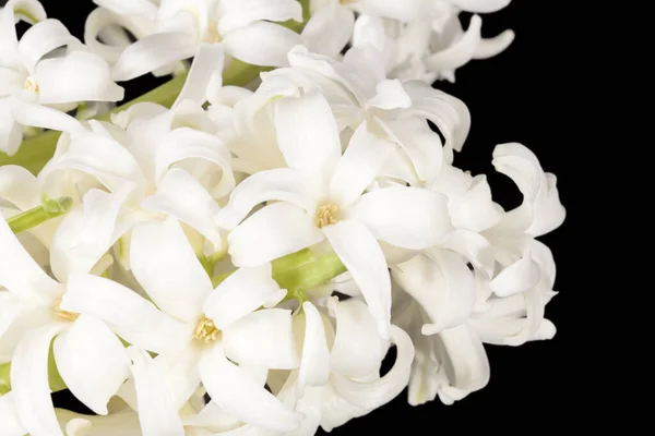 Våren Blommor Vit Hyacinth Isolerad Svart Bakgrund Närbild — Stockfoto