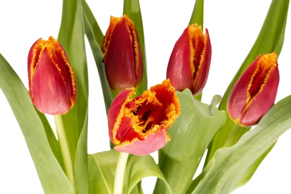 Strauß Roter Tulpen Isoliert Auf Weißem Hintergrund Nahaufnahme — Stockfoto