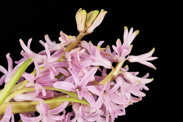 Spring Flowers Pink Hyacinth Isolated Black Background Close — Stock Photo, Image