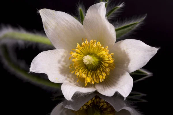 Flower White Pulsatilla Vulgaris Alba Pasqueflower Isolated Black Background Close — Stock Photo, Image