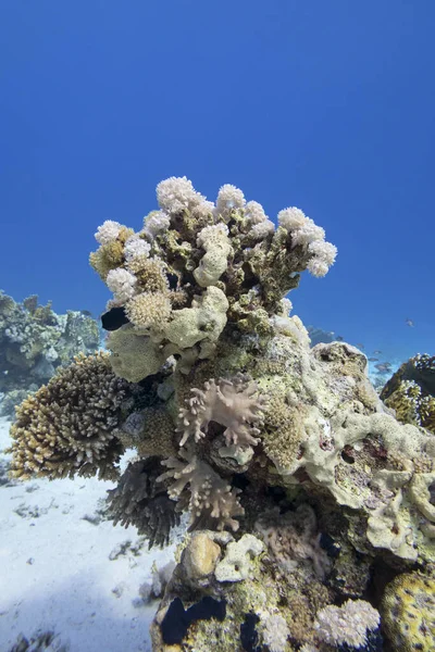 热带海底多彩的珊瑚礁 软珊瑚和海绵状海绵 水下景观 — 图库照片