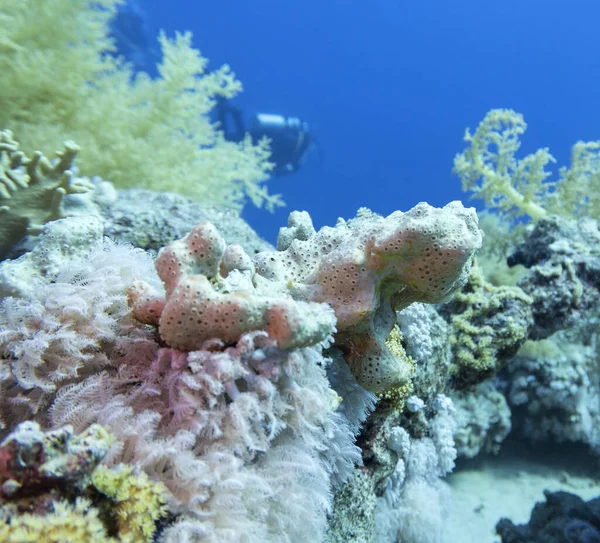 熱帯の海の底にあるカラフルなサンゴ礁 硬いサンゴと海のスポンジ 水中の風景 — ストック写真