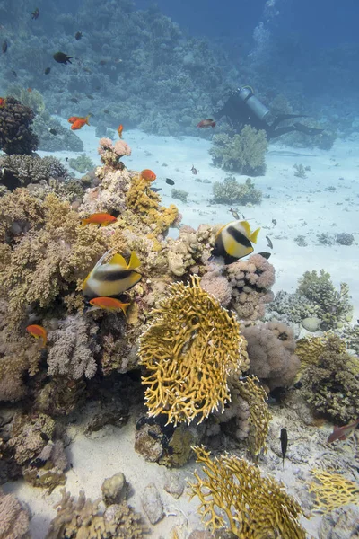 Barevný Korálový Útes Dně Tropického Moře Žlutý Ohnivý Korál Mělčina — Stock fotografie