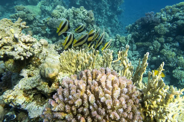 Farbenfrohes Korallenriff Grund Des Tropischen Meeres Schwarm Von Fahnenfischen Heniochus — Stockfoto