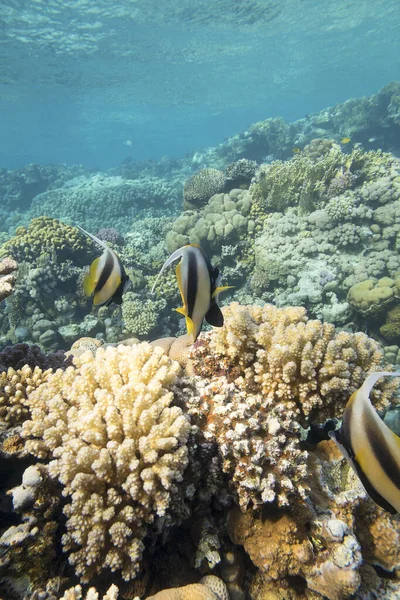 Colorful Coral Reef Bottom Tropical Sea Shoal Schooling Bannerfish Heniochus — Stock Photo, Image