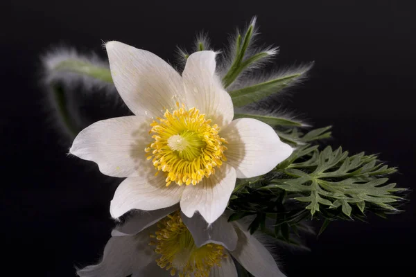 Flower White Pulsatilla Vulgaris Alba Pasqueflower Isolated Black Background Close — Stock Photo, Image