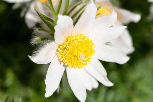 White Spring Easter Flowers Pulsatilla Patens Garden — Stock Photo, Image