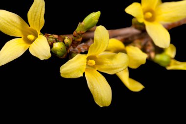Forsythia 'nın sarı bahar çiçekleri siyah arka planda izole edilmiş, yakın plan.