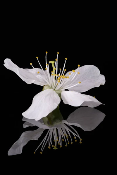 Fiore Melo Isolato Sfondo Nero Vicino Bianco Delicato Fiore Primaverile — Foto Stock