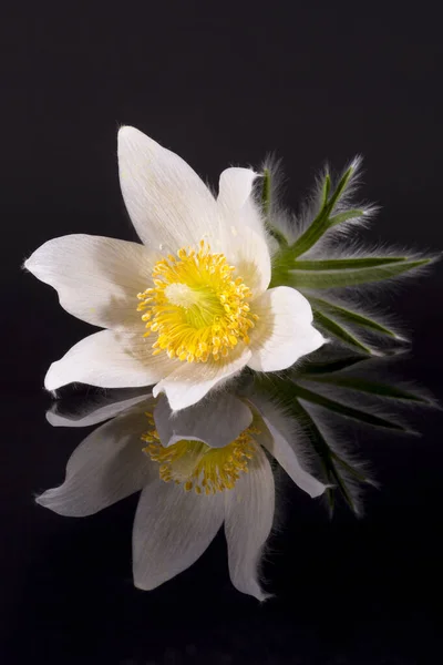 Flower White Pulsatilla Vulgaris Alba Pasqueflower Isolated Black Background Close — Stock Photo, Image
