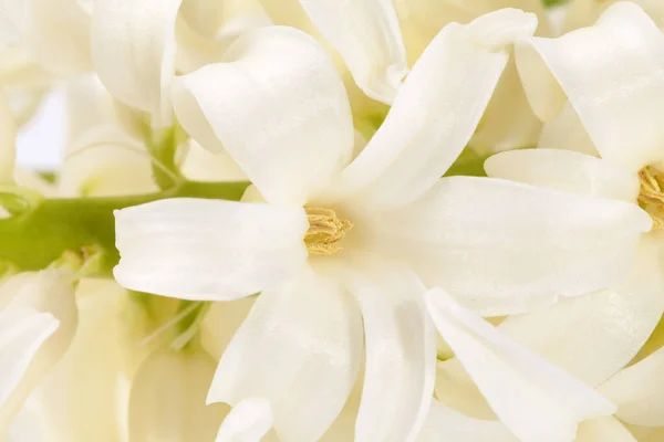 ヒヤシンスの白い春の花の背景 クローズアップ — ストック写真