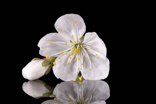 黒の背景に孤立したリンゴの木の花を閉じます 白い繊細な春の花 — ストック写真
